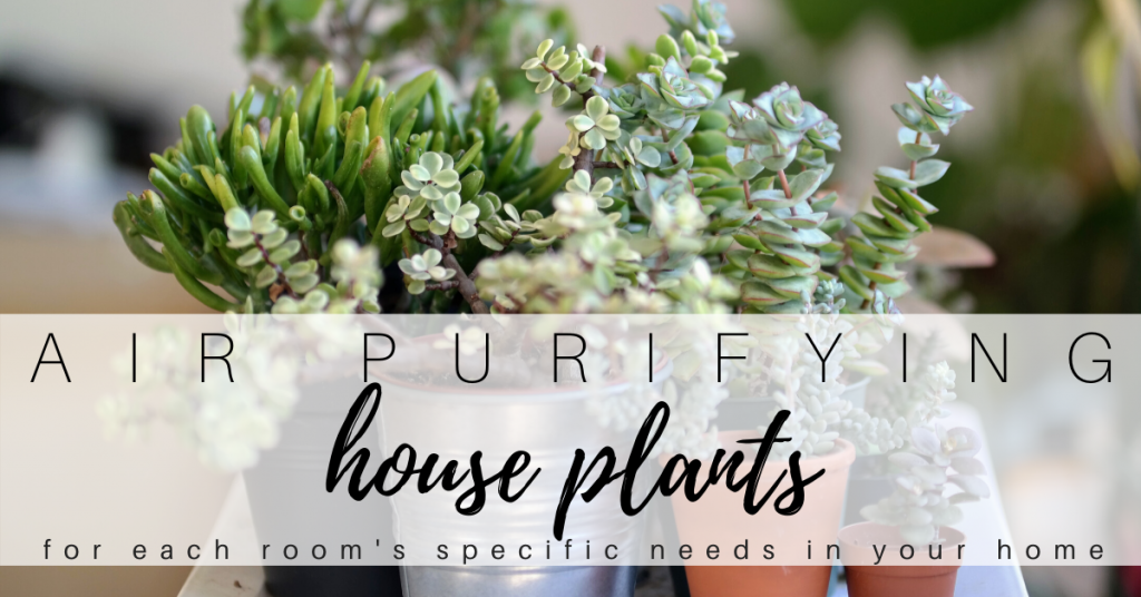 air purifying house plants for each room of your house
