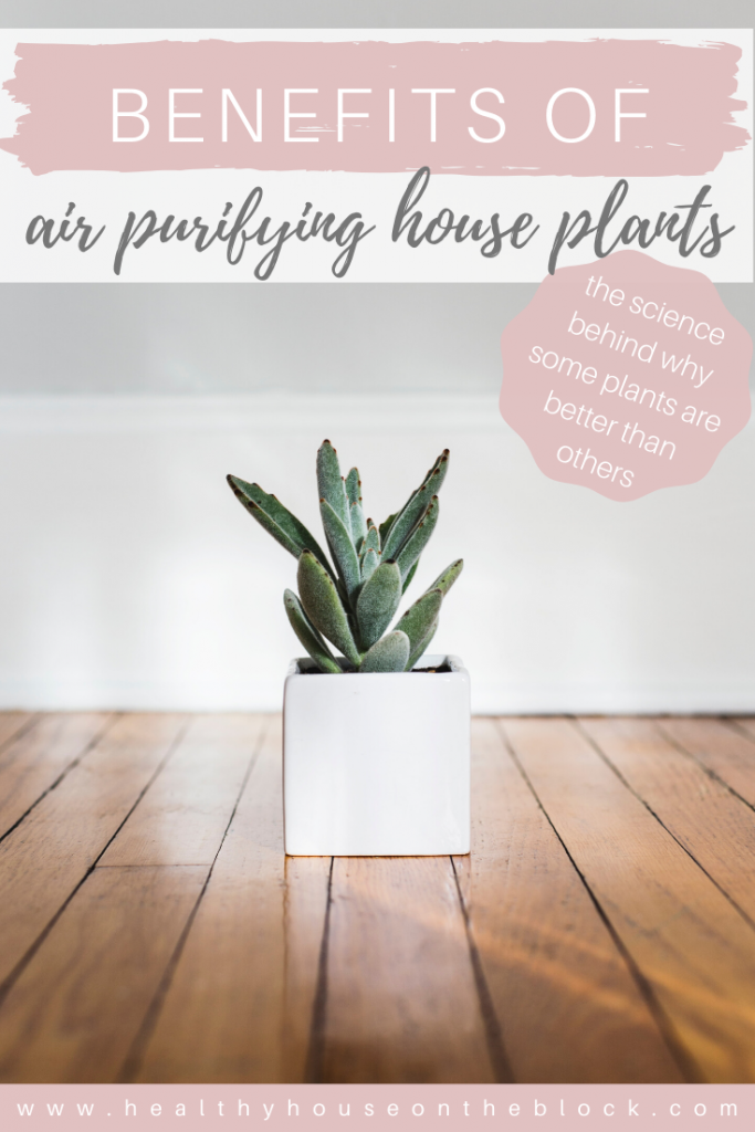 benefits of air purifying house plants and which house plants are the best