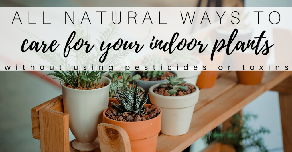 all natural options for homemade fertilizer for indoor plants