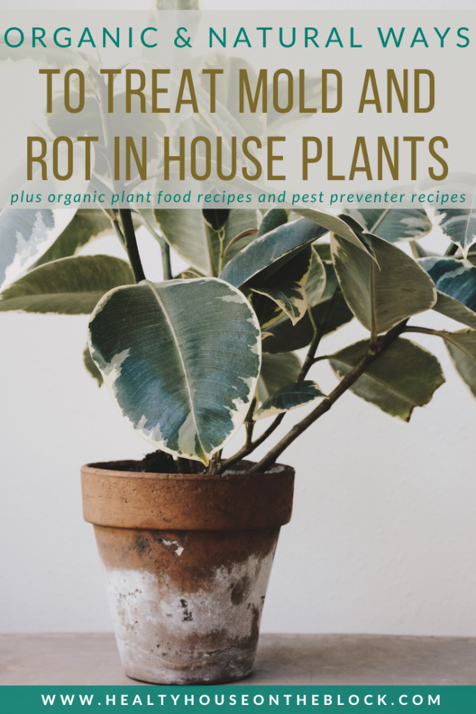 organic and natural ways to treat mold and rot in house plants plus homemade fertilizer for indoor plants and pest preventer recipes