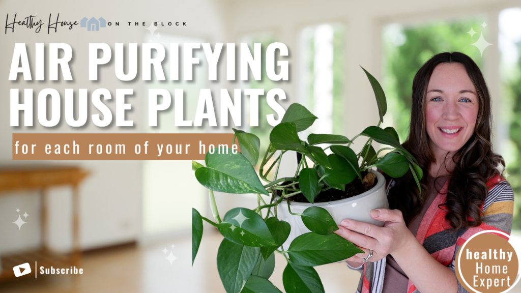 Read more about the article House Plants That Will Actually Make Your Home Healthier