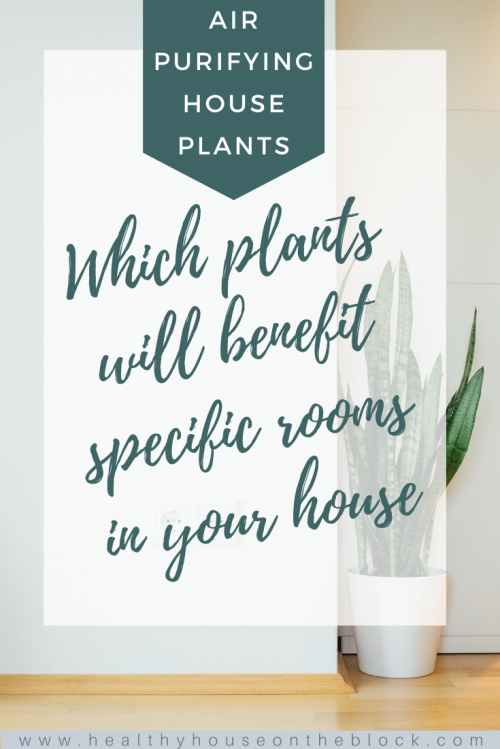 air purifying house plants for each room of your house (1)